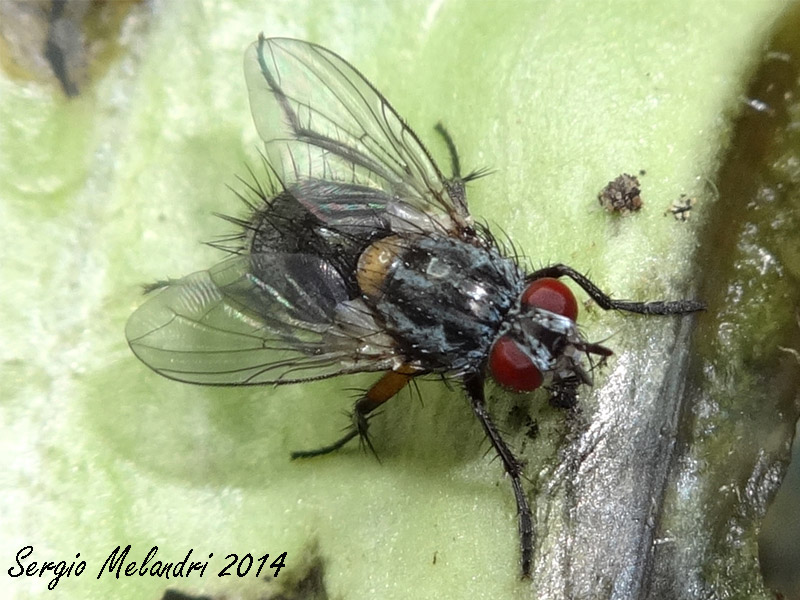 Tachinidae ?